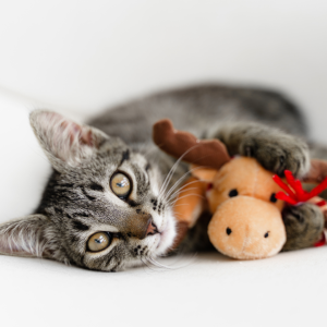 Sorpresas del calendario de Adviento para gatos