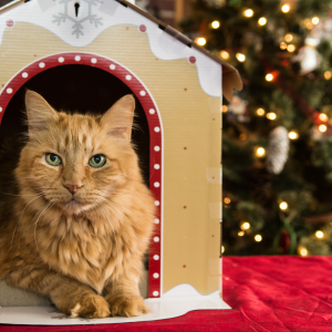 calendario de Navidad para gatos