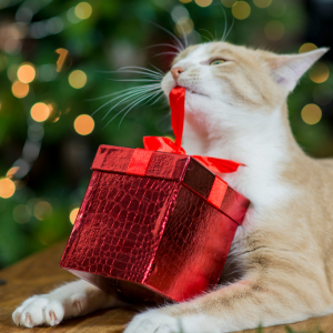 Regalos del calendario de Adviento para gatos